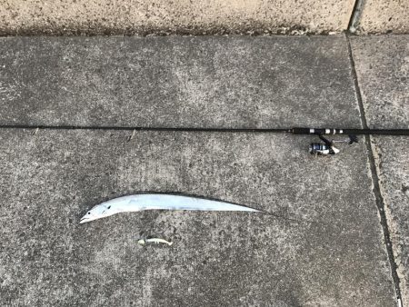 今年は渋い春タチウオ