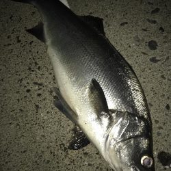 雨の恩恵ヒラ！