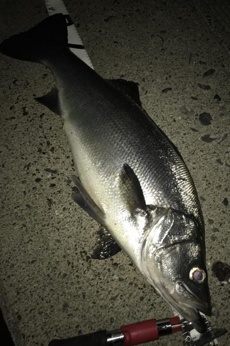 雨の恩恵ヒラ！