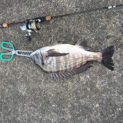 チヌで冷蔵庫がいっぱい！