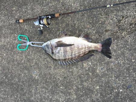 チヌで冷蔵庫がいっぱい！