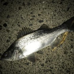 サイズアップセイゴ