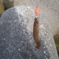 ギンポちゃんです