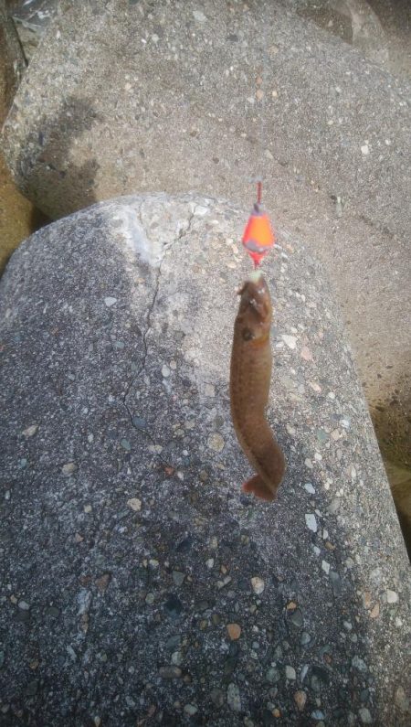 ギンポちゃんです