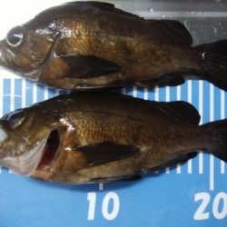 穴釣りとメバリング