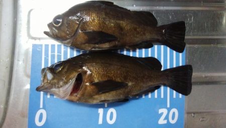 穴釣りとメバリング