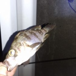 メバリングランガン