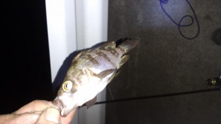 メバリングランガン