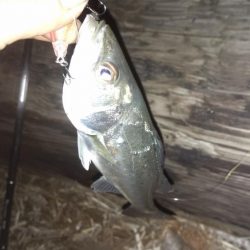 メバリング→プラグチーバス