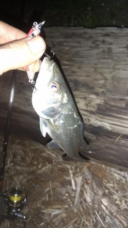 メバリング→プラグチーバス