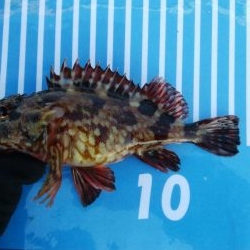 穴釣りとメバリング