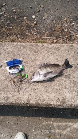 ナイト根魚デイ黒鯛