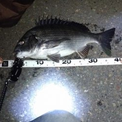 シーバス偵察からのチニング