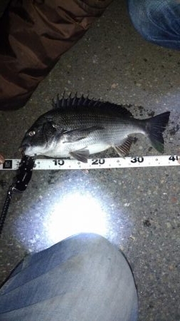 シーバス偵察からのチニング