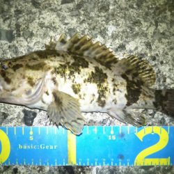 久しぶりにマシなサイズ