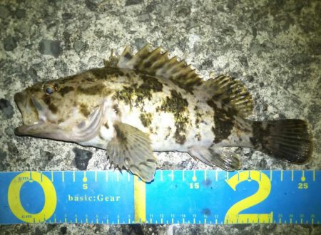 久しぶりにマシなサイズ