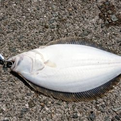 フラットフィッシュ