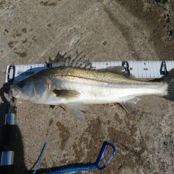 久しぶりの湾奧シーバスをゲット!