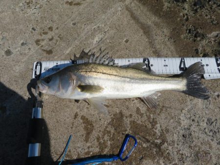 久しぶりの湾奧シーバスをゲット!