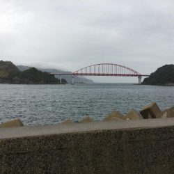 アジの泳がせで