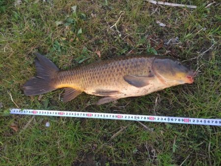 二子玉川園周辺の多摩川で鯉釣りました。