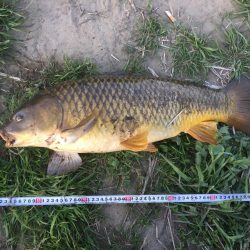 多摩川で鯉釣り