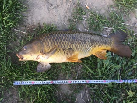 多摩川で鯉釣り