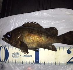 泉南サーフでリベンジ