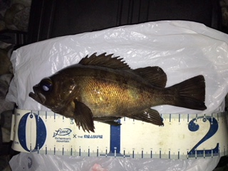 泉南サーフでリベンジ