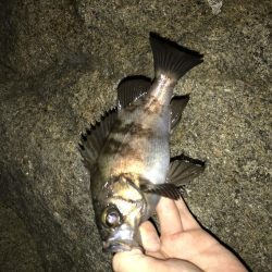 バチ?食いメバル