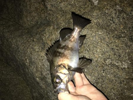 バチ?食いメバル