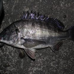 シーバス　バチ抜け