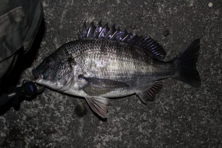 シーバス　バチ抜け