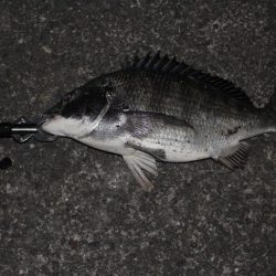 バチ抜けでチヌ