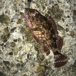 メバル・ガシラ