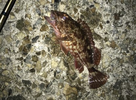 メバル・ガシラ