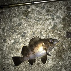 メバル・ガシラ