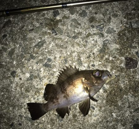 メバル・ガシラ