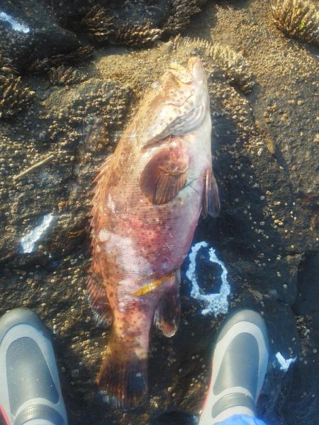 こんなん出ました・・・pt5