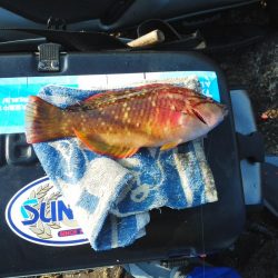 久し振りのグレ・・・