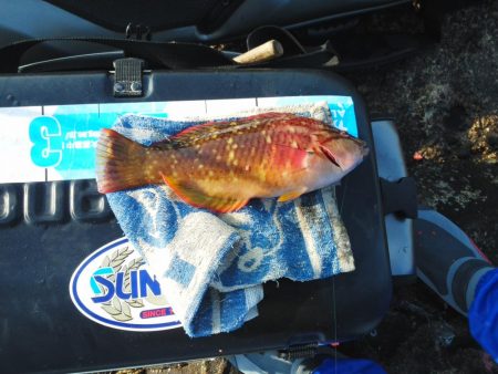 久し振りのグレ・・・