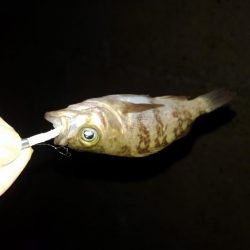 ４月になりました