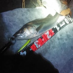 浜名湖シーバス