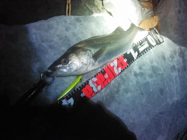 浜名湖シーバス