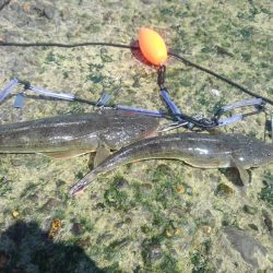 今年初のまともな釣果