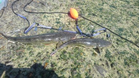 今年初のまともな釣果