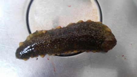 またまたヒラメ！