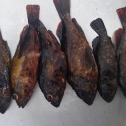 のっこみスタート