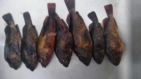 のっこみスタート