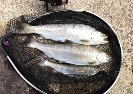 雨の後の揖保川